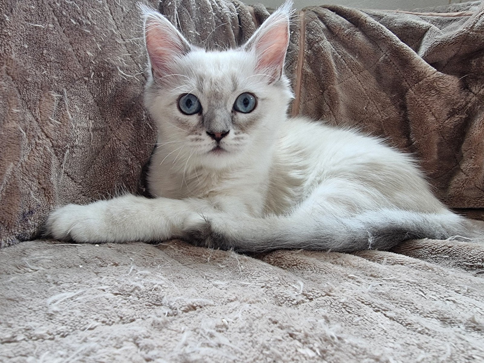 ​Kruising Ragdoll x Siberische Prachtige Kitten- Poesje, Dieren en Toebehoren, Katten en Kittens | Raskatten | Langhaar, Poes