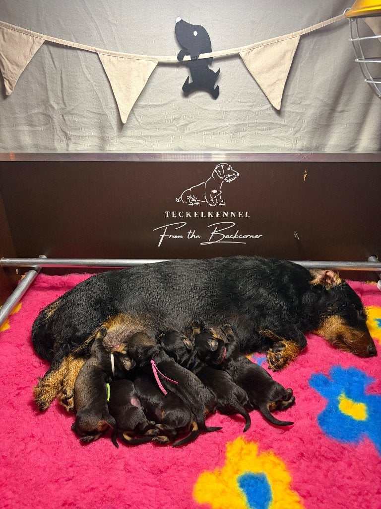 Standaard ruwhaar pups met stamboom, Parvo, Standaard, 8 tot 15 weken, Meerdere dieren