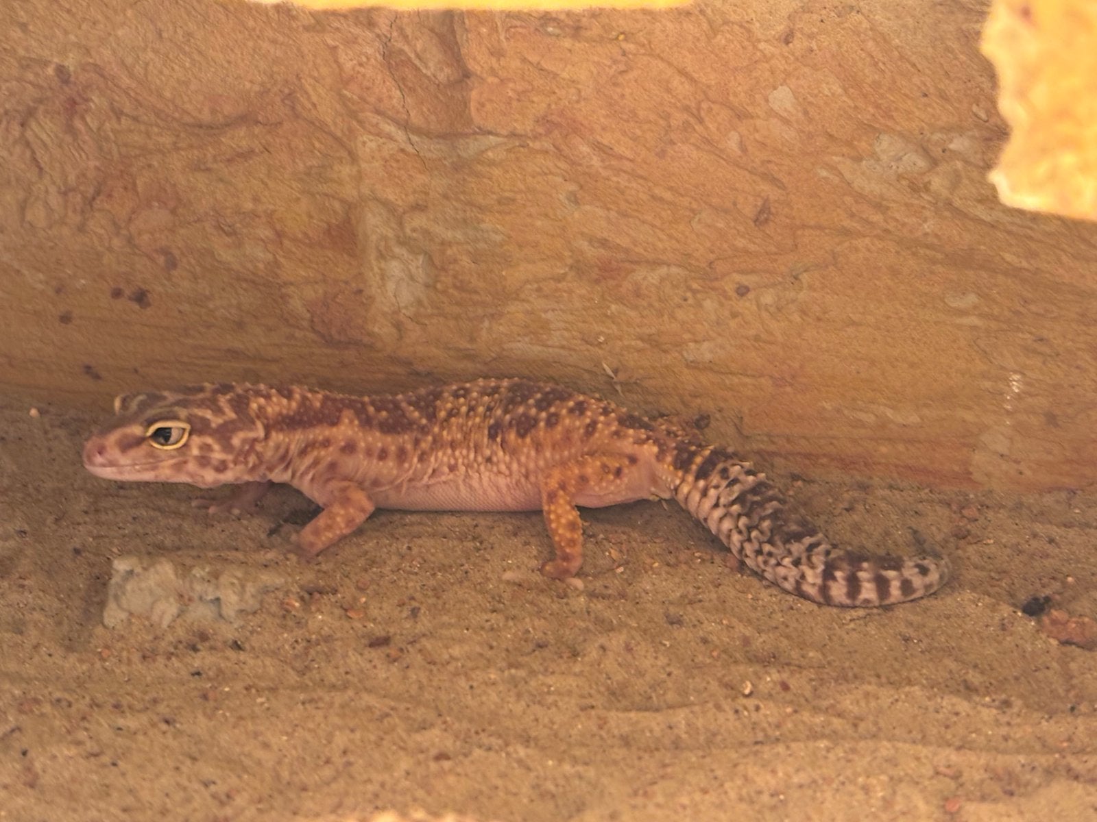 3 luipaardgekko’s (eventueel incl. Terrarium), Dieren en Toebehoren, Hagedis, 7 tot 10 jaar