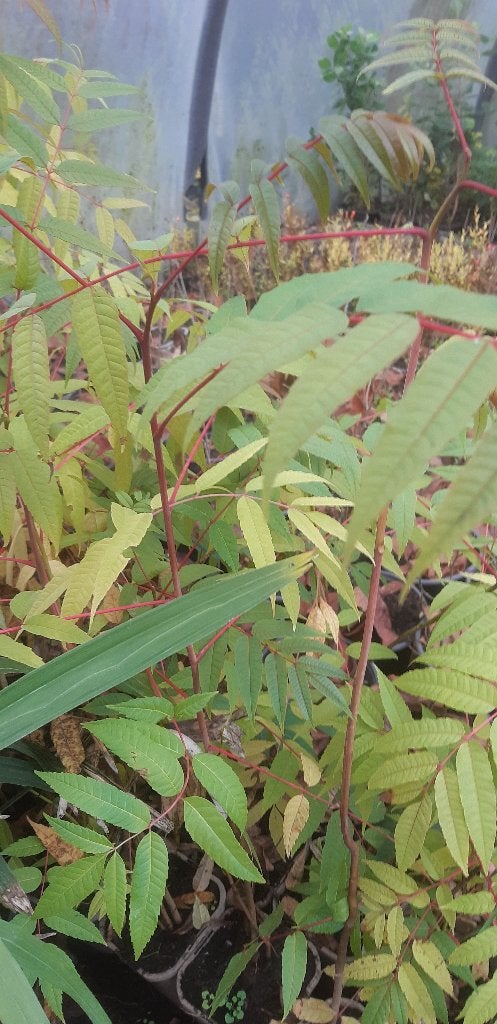 uiensoepboom (toona sinensis), Ophalen of Verzenden, Minder dan 100 cm, Lente