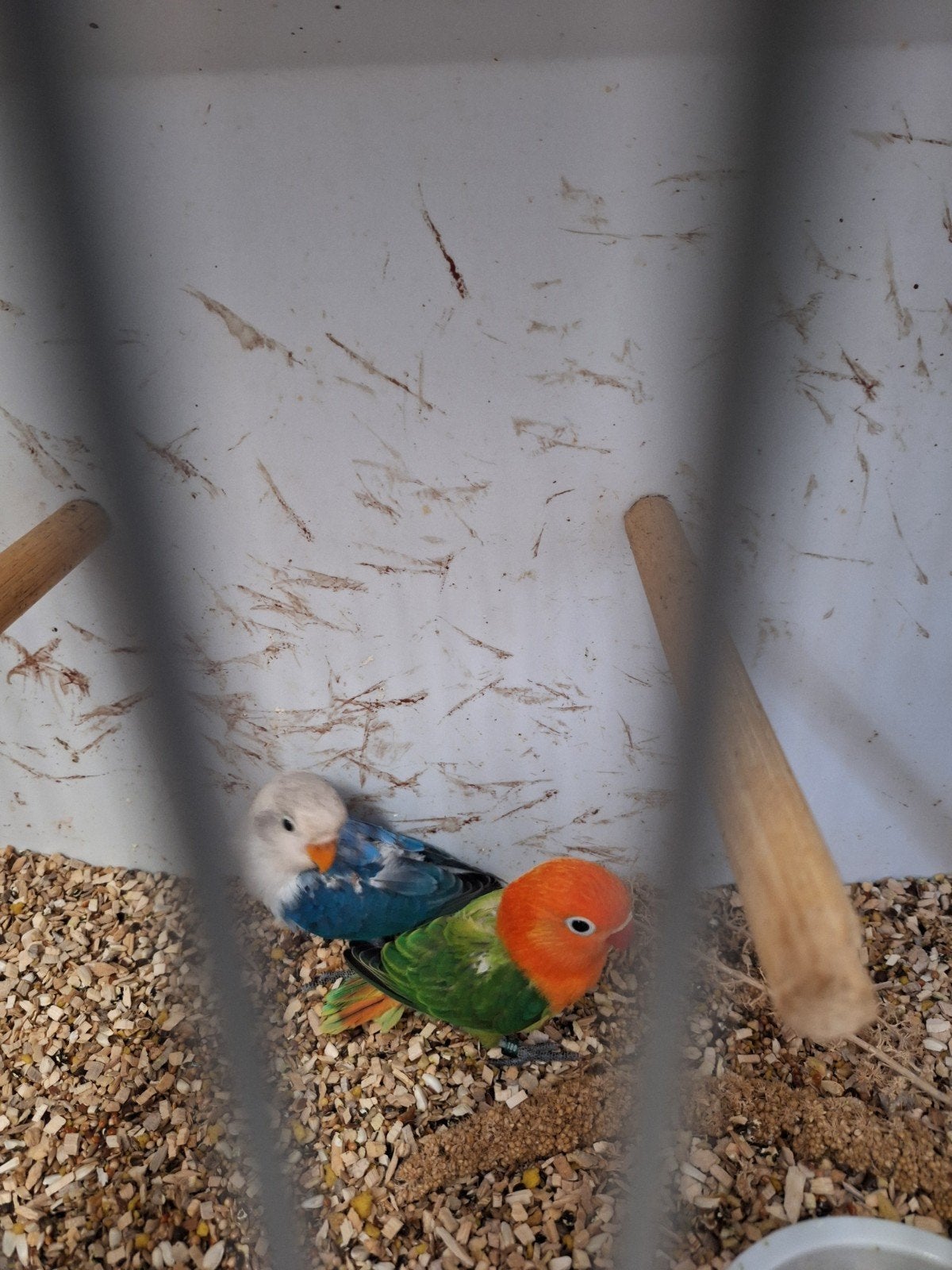 Tamme fischerie, Dieren en Toebehoren, Vogels | Parkieten en Papegaaien, Meerdere dieren, Dwergpapegaai of Agapornis, Tam
