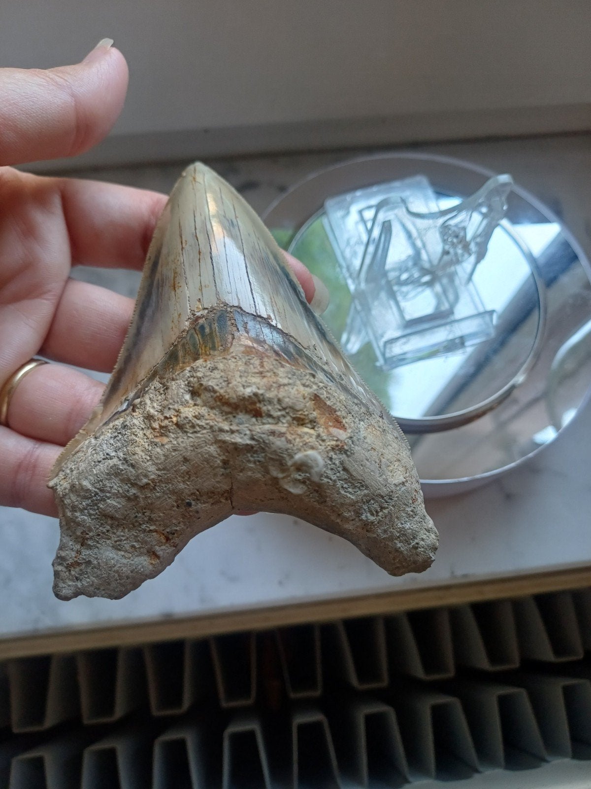 Grote Megalodon tand - Fossiel haaientand, Verzamelen, Ophalen of Verzenden