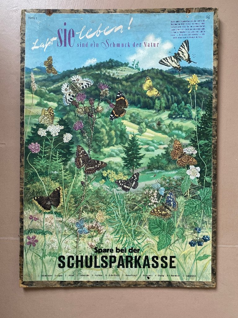 Vintage vlinder posters (twee stuks), Ophalen of Verzenden, Zo goed als nieuw, A1 t/m A3, Dier of Natuur
