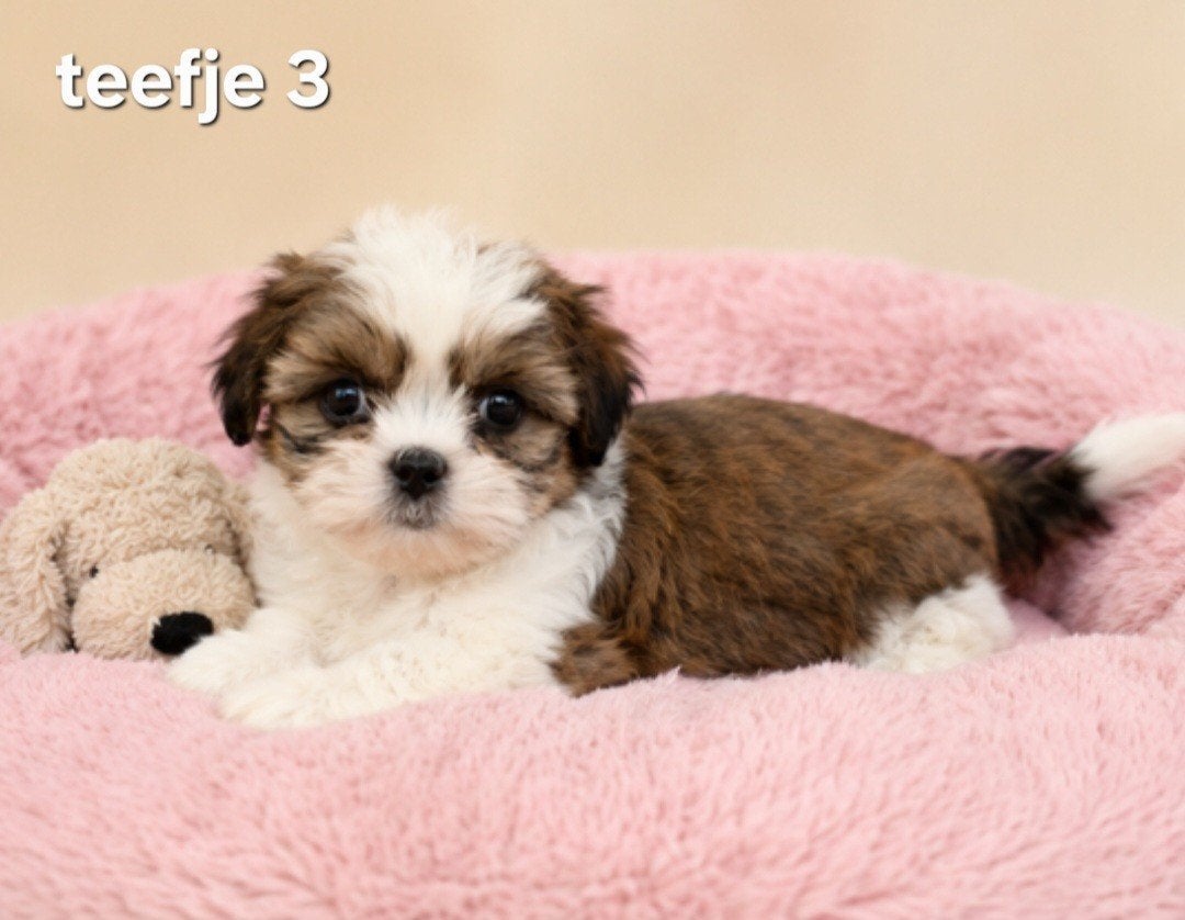 Kleinblijvende boomerpups mini maltezer maal shih tzu, Parvo, Overige rassen, 8 tot 15 weken, Meerdere