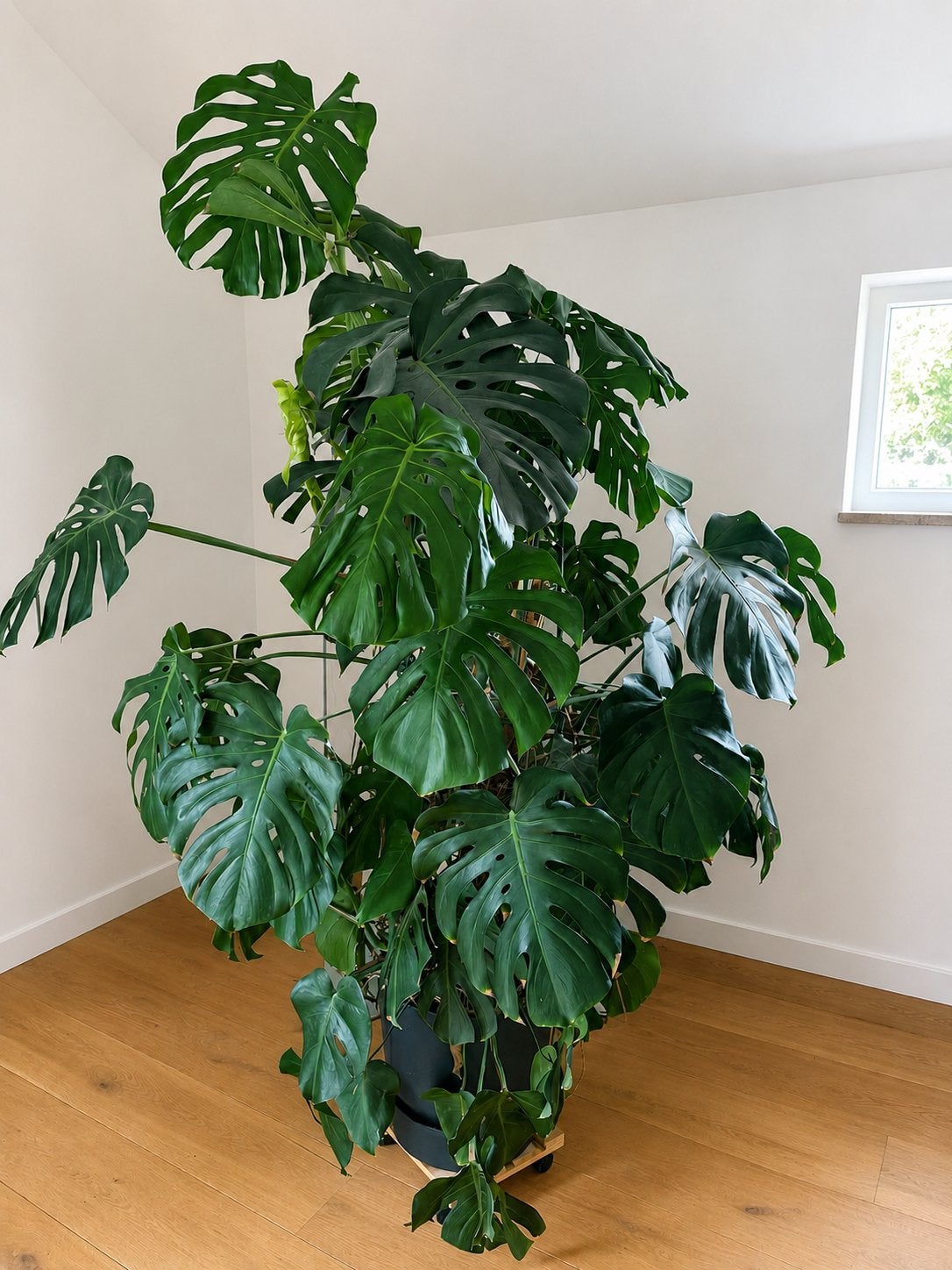 Grote Monstera Deliciosa +/- 2 meter hoog - Kamerplant, Ophalen, 200 cm of meer, Overige soorten, Halfschaduw