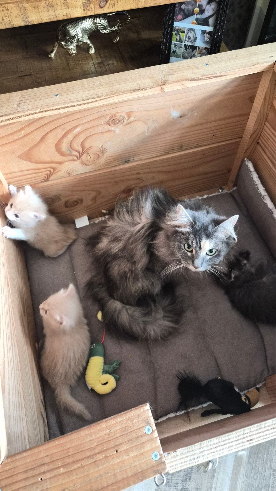 nog 2 katertjes kruizing noorse boskat x maincoon xl, Kater, Langharig, 0 tot 2 jaar