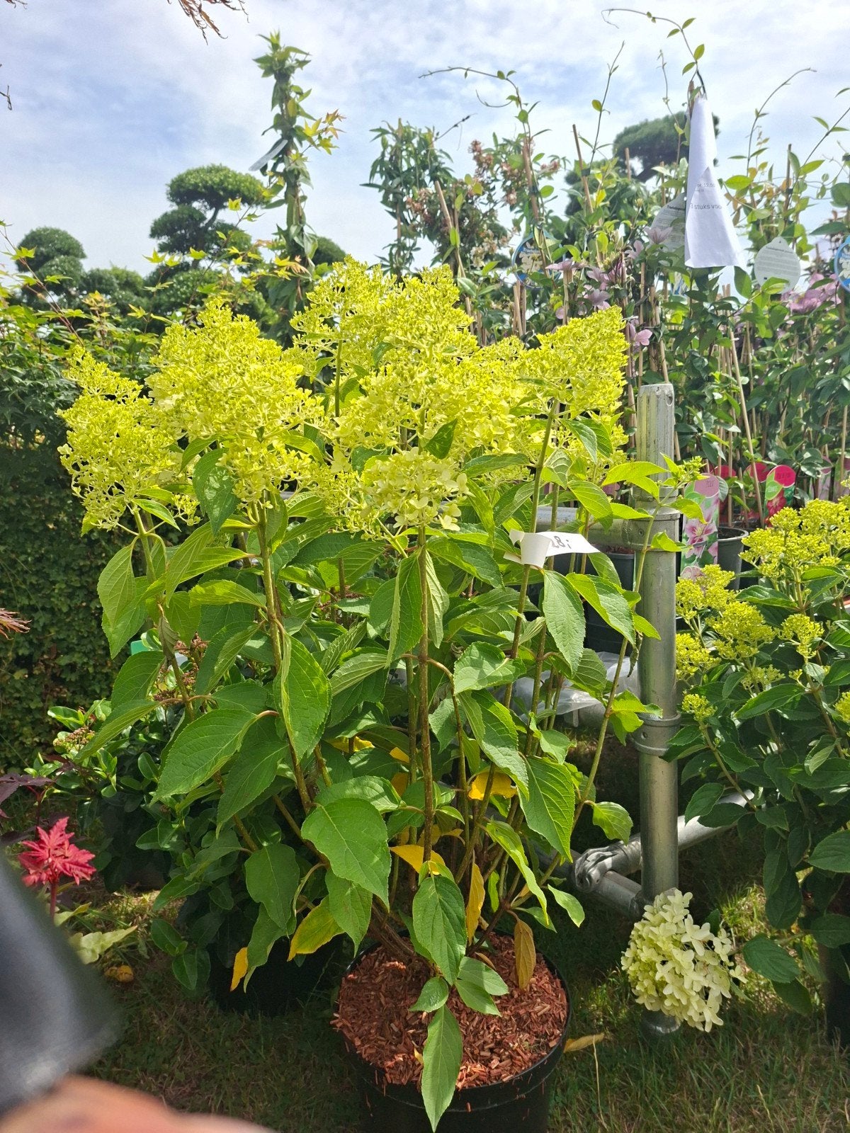 Hortensia Paniculata 'Limelight' - Grote bloemen, Ophalen, Zomer, Volle zon