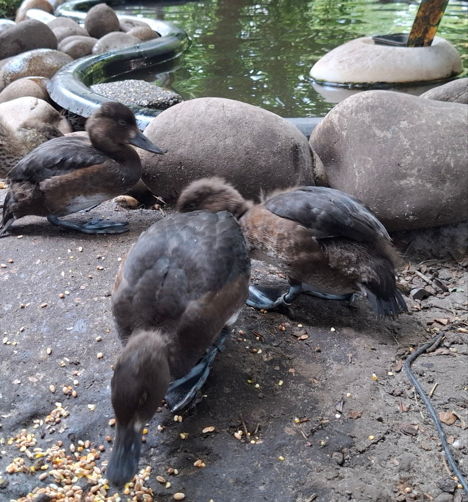 4 jonge Europese kuifeenden, Dieren en Toebehoren, Geslacht onbekend, Eend