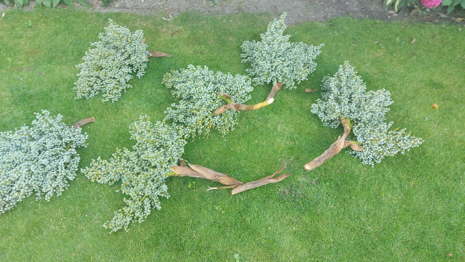 Decoratieve takken met bessen voor bloemstukken, Overige soorten, Volle zon, Vaste plant, Ophalen of Verzenden
