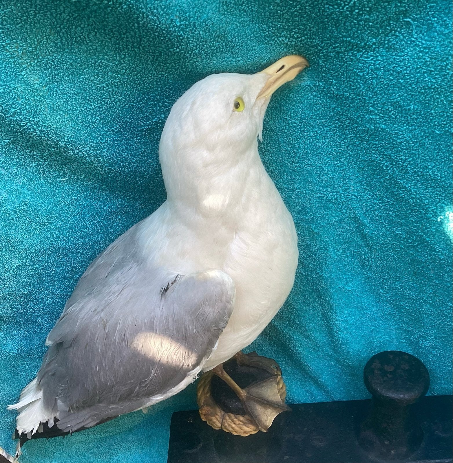 Antieke Taxidermie zilvermeeuw, Verzamelen, Ophalen of Verzenden, Gebruikt, Opgezet dier