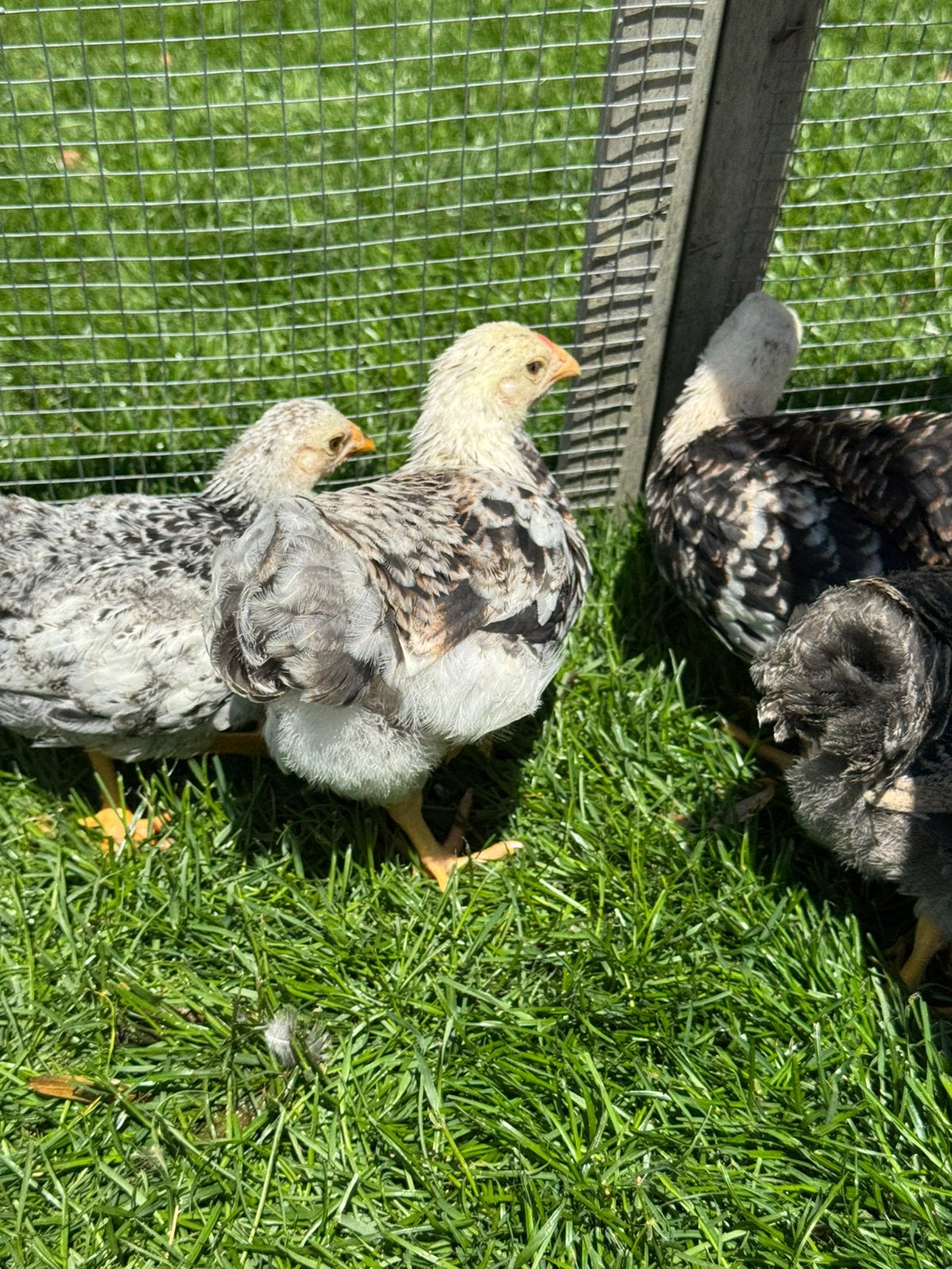 Wyandotte kriel haantjes, Dieren en Toebehoren, Mannelijk, Kip