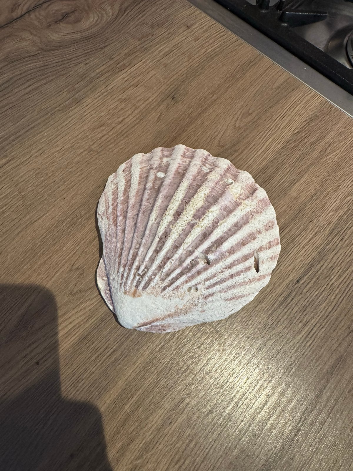 Decoratieve Schelp - Uniek Stuk, Ophalen