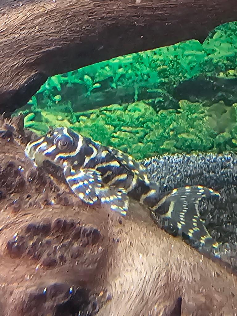 % 4 x L066 Hypancistrus Peckoltia king tiger pleco algeneter, Dieren en Toebehoren, Vis