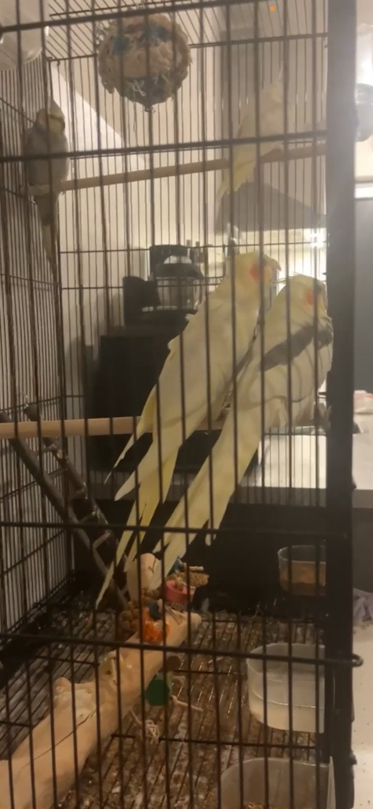 4 lieve valkparkieten samen te koop wegens verhuizing, Dieren en Toebehoren, Meerdere dieren, Kleurkanarie
