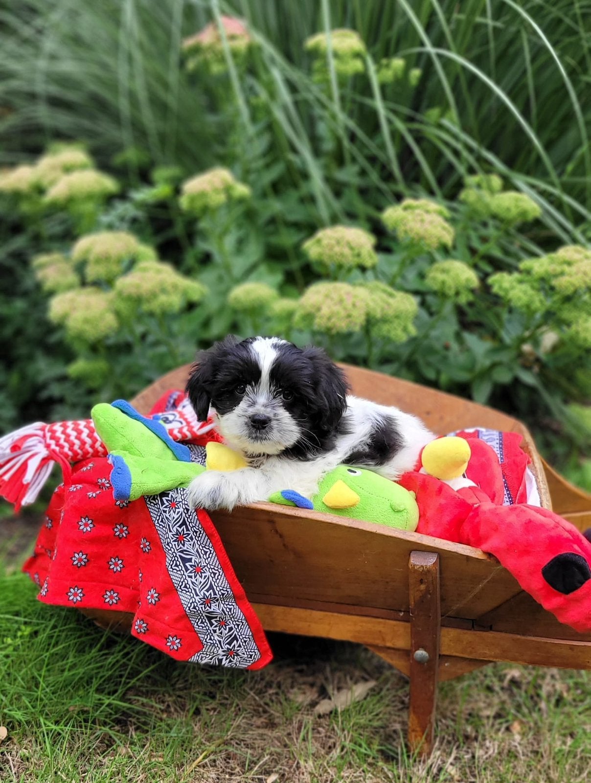 Leuke boomer pups te koop!, CDV (hondenziekte), 8 tot 15 weken, Meerdere, Meerdere dieren