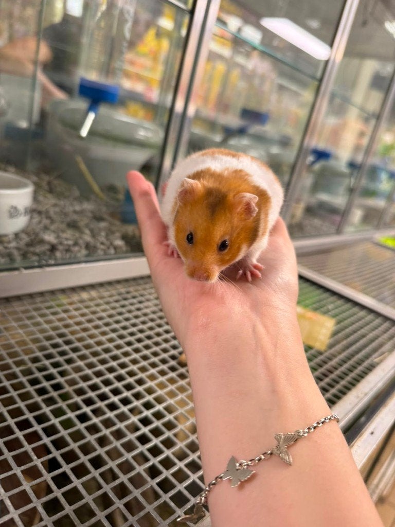 Syrische hamsters / Goudhamsters, Dieren en Toebehoren, Knaagdieren, Mei, Meerdere dieren, Hamster