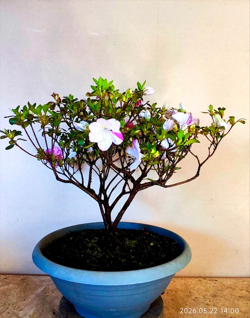 Bonsai Japanse azalea's., Ophalen of Verzenden, Bloeit niet, Overige soorten, Minder dan 100 cm