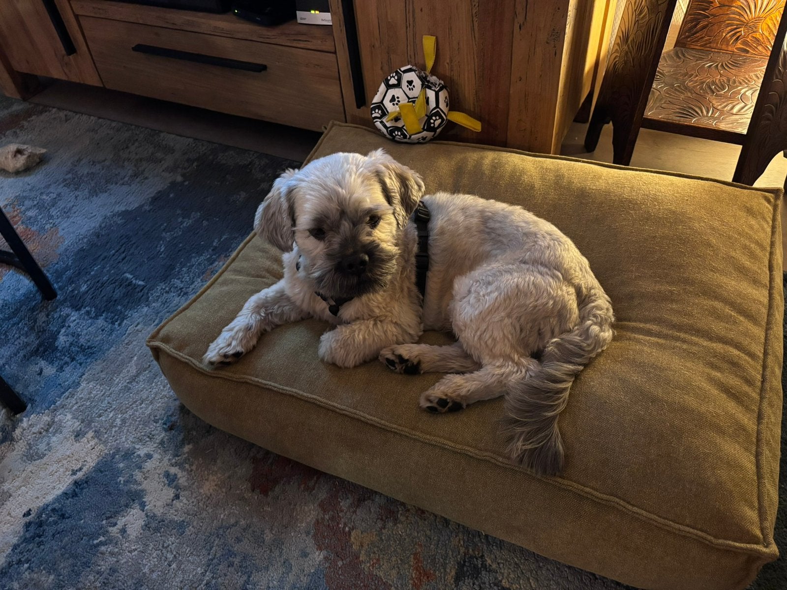 NIET TE KOOP! BOOMER DEK REU, Dieren en Toebehoren, Honden | Niet-rashonden, Reu, Eén hond, 3 tot 5 jaar, HCC (leverziekte)