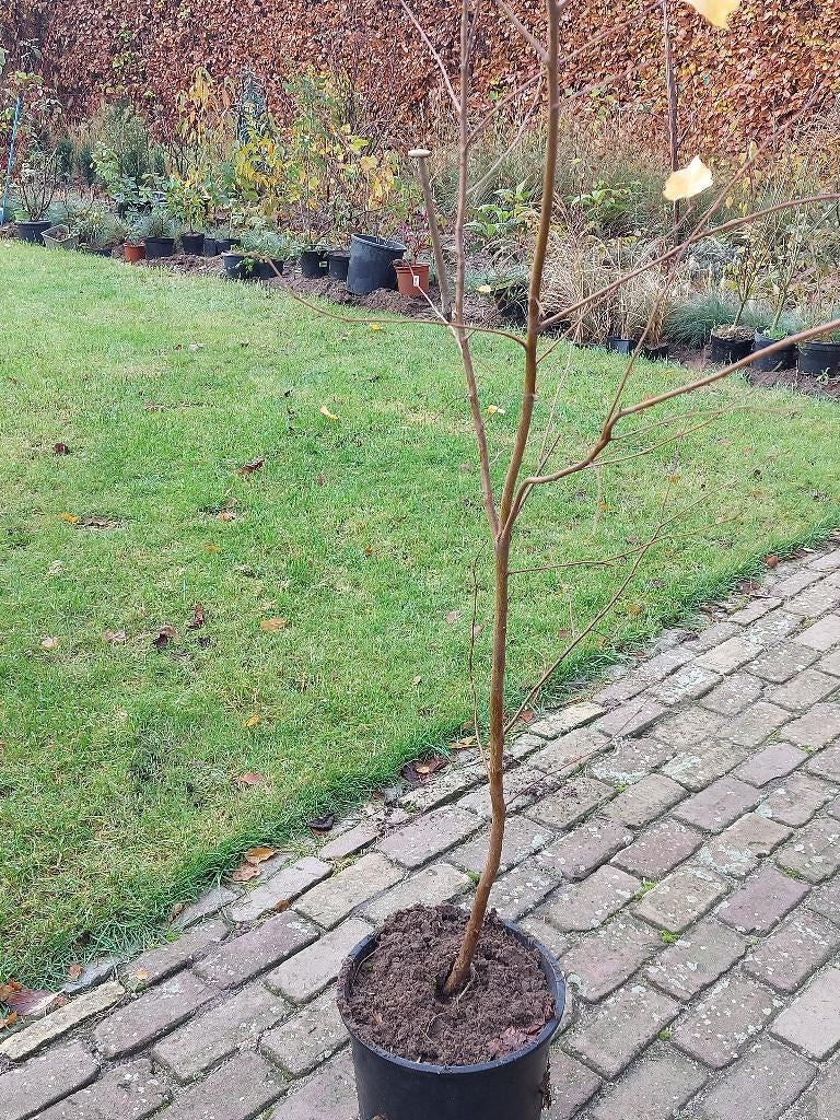 Berkenboom Betula 175 cm, Tuin en Terras, Bloeit niet, Halfschaduw, Minder dan 100 cm, Overige soorten