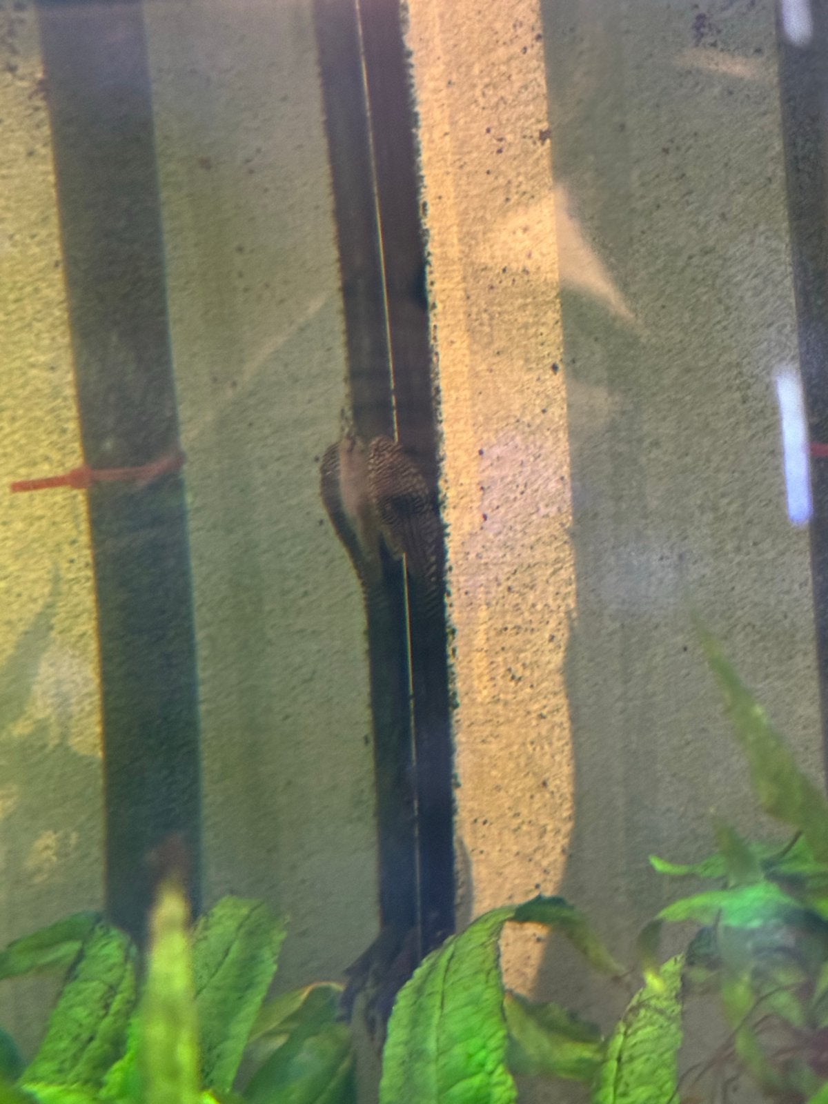 20 Aquariumvissen zoeken snel een nieuw thuis, Zoetwatervis