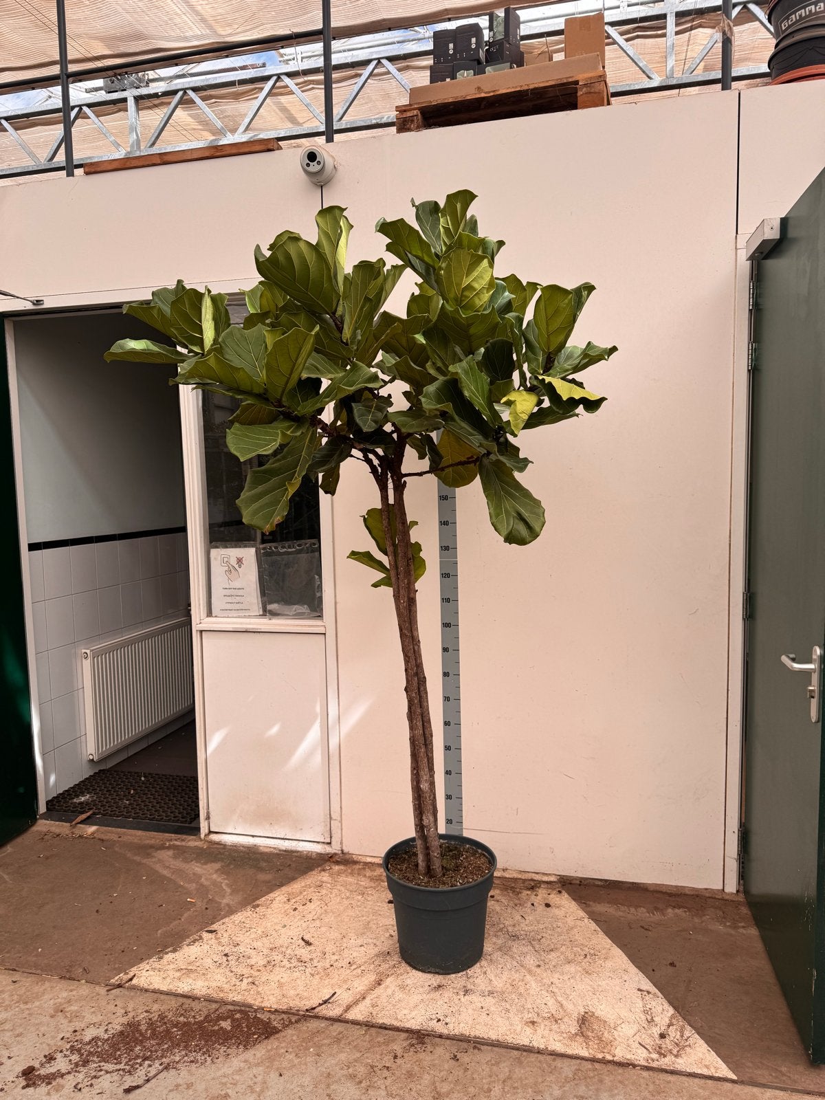 Ficus Lyrata (Vioolplant) - 230/250cm - Potmaat 40cm, Vaste plant, Bloeit niet, Halfschaduw, Ophalen