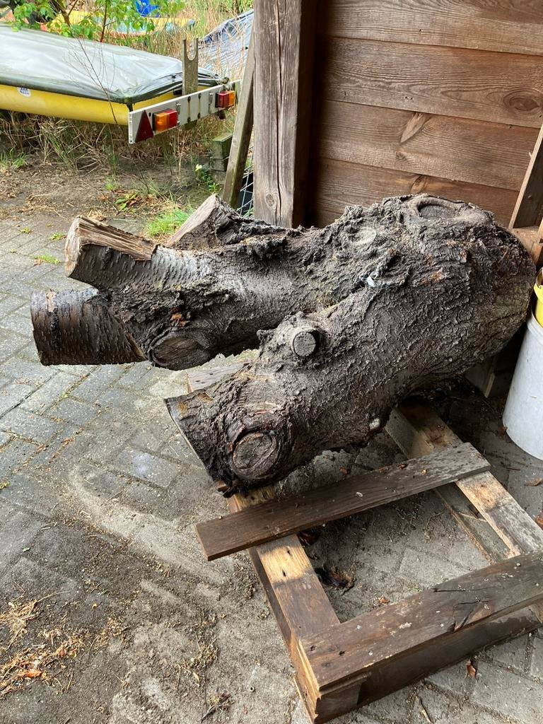 Stam kersenhout droog 3 jaar oud, Doe-het-zelf en Verbouw, Hout en Planken, Ophalen, Minder dan 25 mm, Plank, Minder dan 200 cm