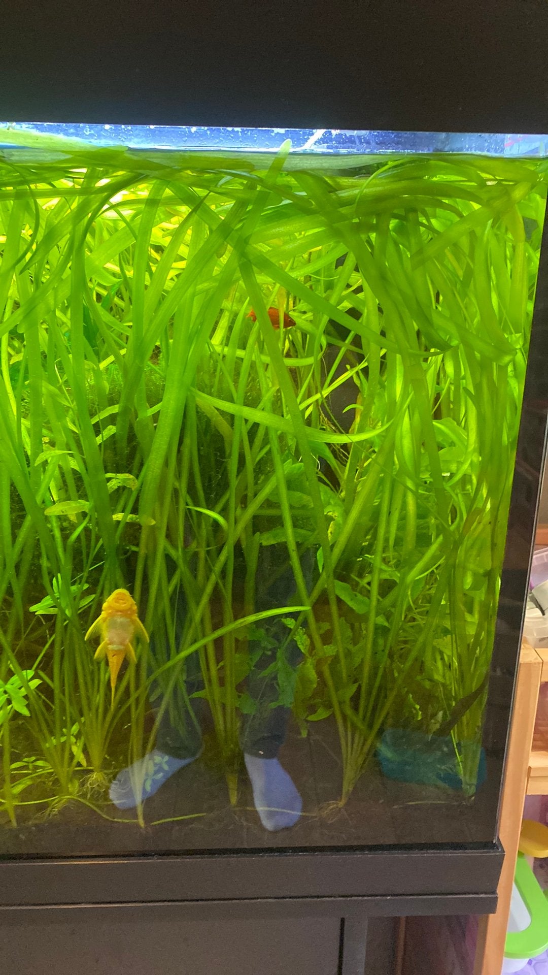 vallisneria spiralis, Ophalen of Verzenden, Zo goed als nieuw, Plant(en), Steen of Hout