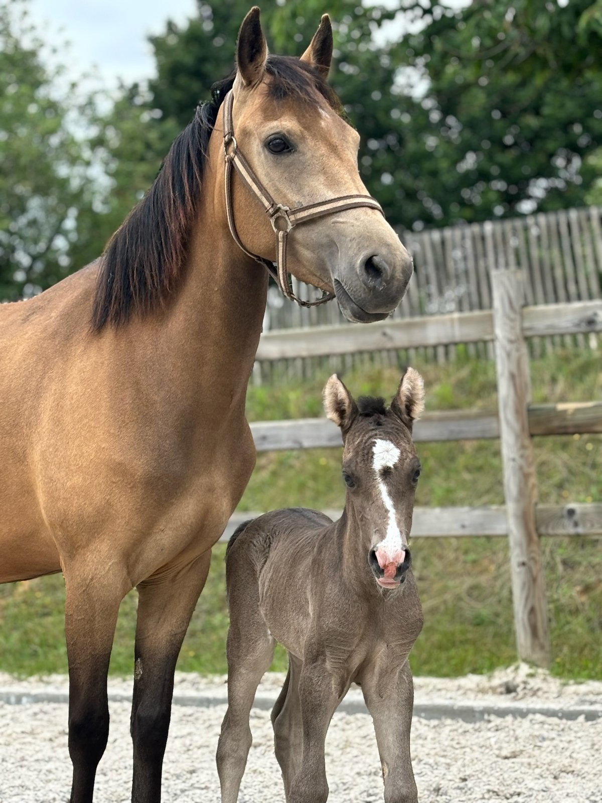 3 jarige New Forest Merrie en veulen, Dieren en Toebehoren, Pony's, Merrie, Met stamboom, B, Springpony