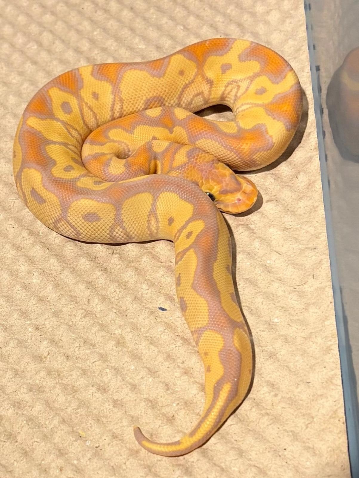 3x ballpyhtons banana, Dieren en Toebehoren, Slang, 0 tot 2 jaar