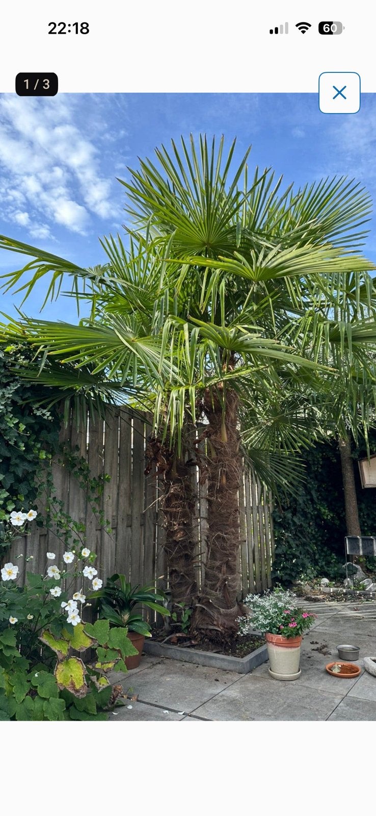 2 prachtige VOLLE palmbomen - palmboom, 250 tot 400 cm, Zomer, Palmboom, Ophalen