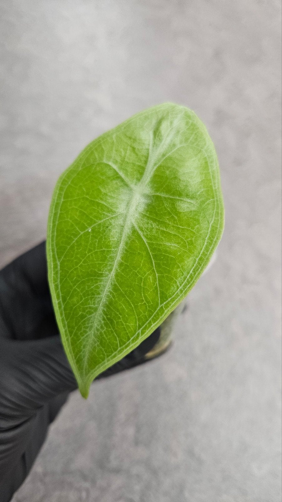 Alocasia longiloba Silver, Huis en Inrichting, Ophalen of Verzenden, Halfschaduw, Minder dan 100 cm