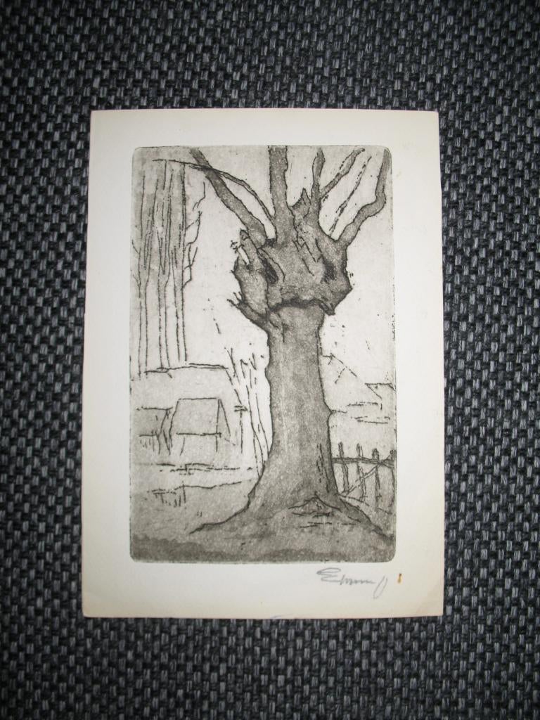 Kleine Petit Tekening / Prent- Knotwilg, Antiek en Kunst, Ophalen of Verzenden