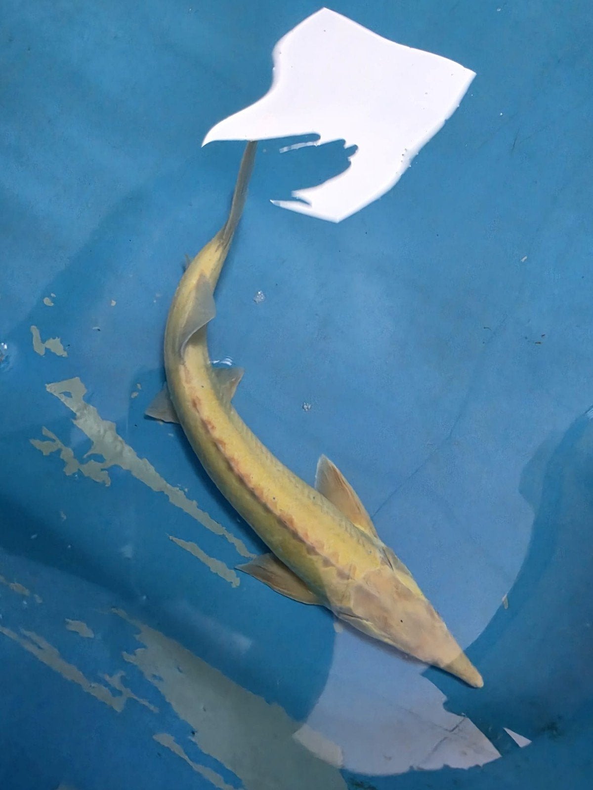 Albino steur 70-75cm, Steur