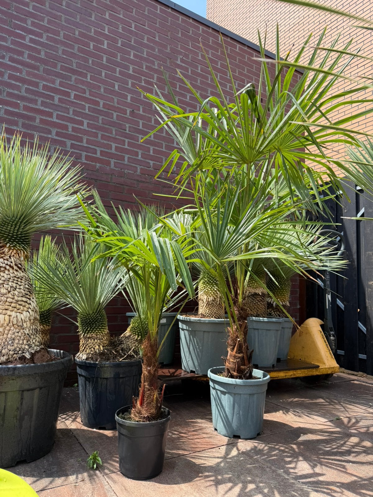 Palmbomen & Yucca Rostrata te koop, Volle zon, Ophalen of Verzenden, 100 tot 250 cm, Zomer
