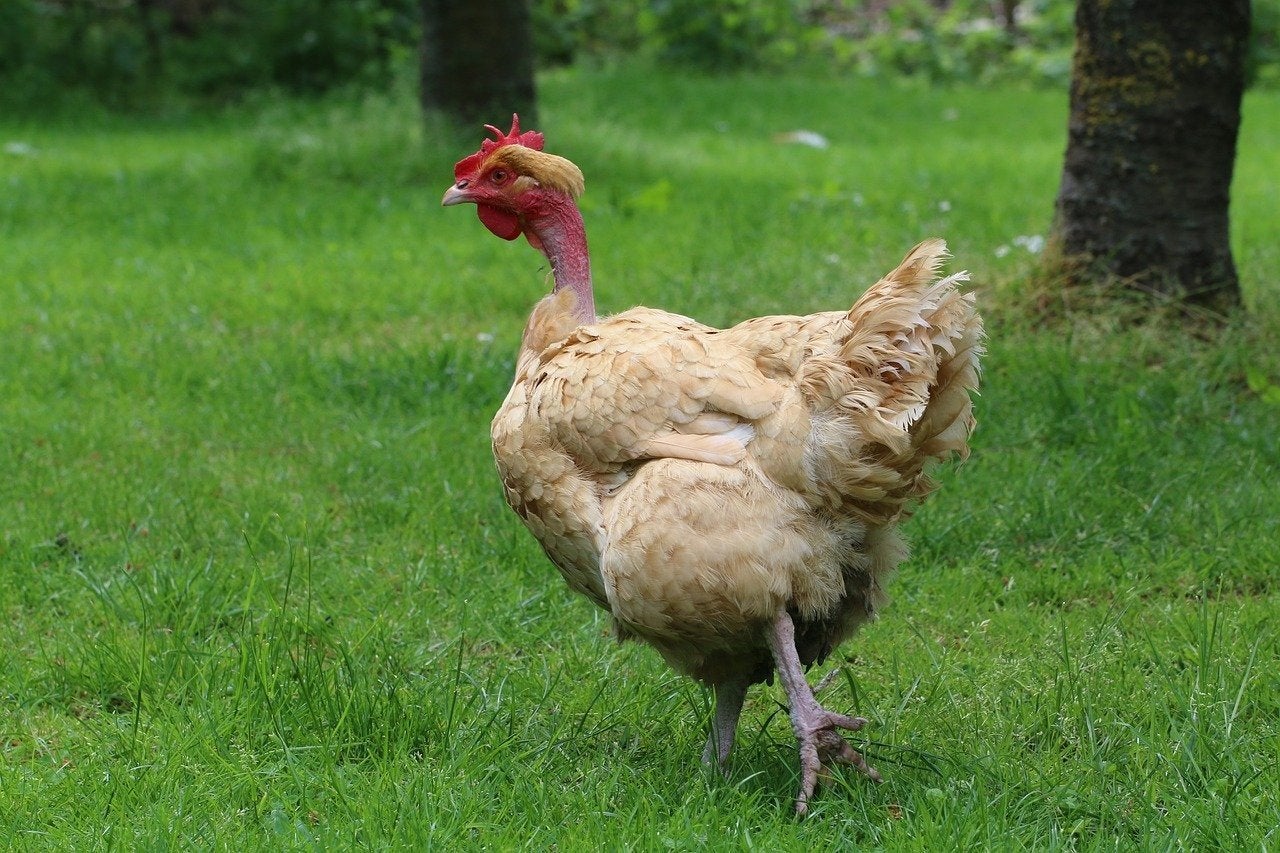 Naakthals, Dieren en Toebehoren, Pluimvee, Geslacht onbekend, Kip