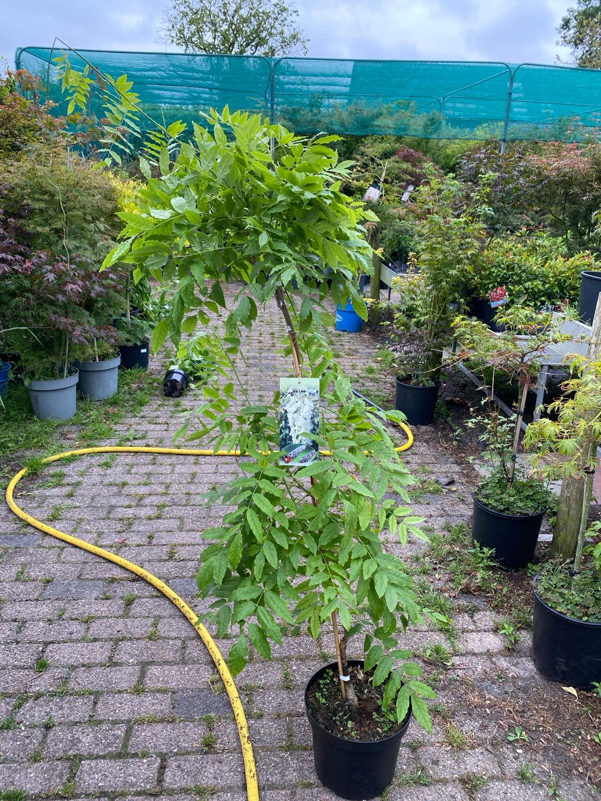Wisteria Sinensis Alba of Floribunda Rosea - Blauwe Regen, Tuin en Terras, Ophalen, Volle zon, Vaste plant, Klimplanten