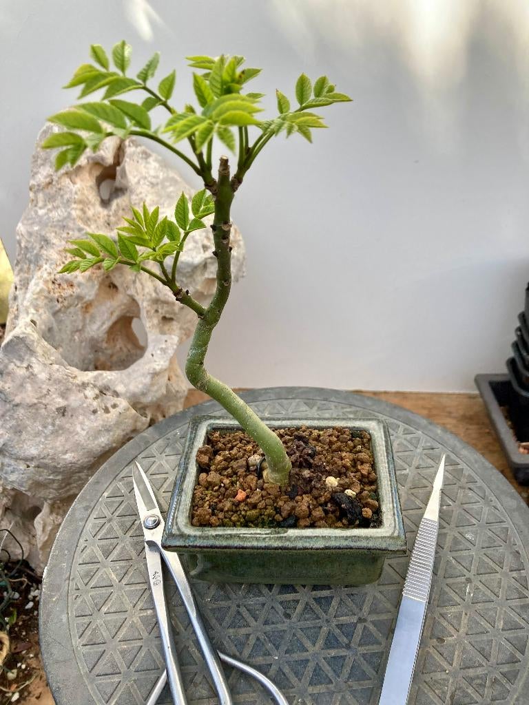 Bonsaï Gewone Es (Fraxinus Excelsior), Ophalen of Verzenden, Zo goed als nieuw