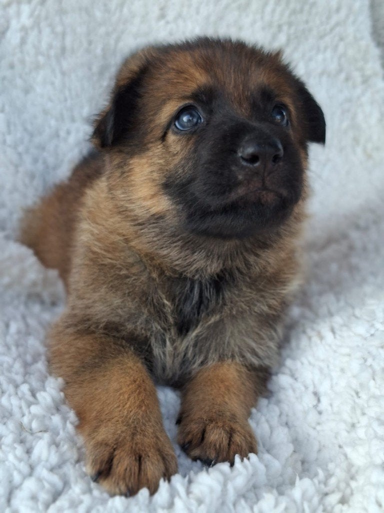 Herder puppy´s Duitse herder/ oud Duitse, Dieren en Toebehoren, Honden | Herdershonden en Veedrijvers, 8 tot 15 weken, Parvo, Meerdere