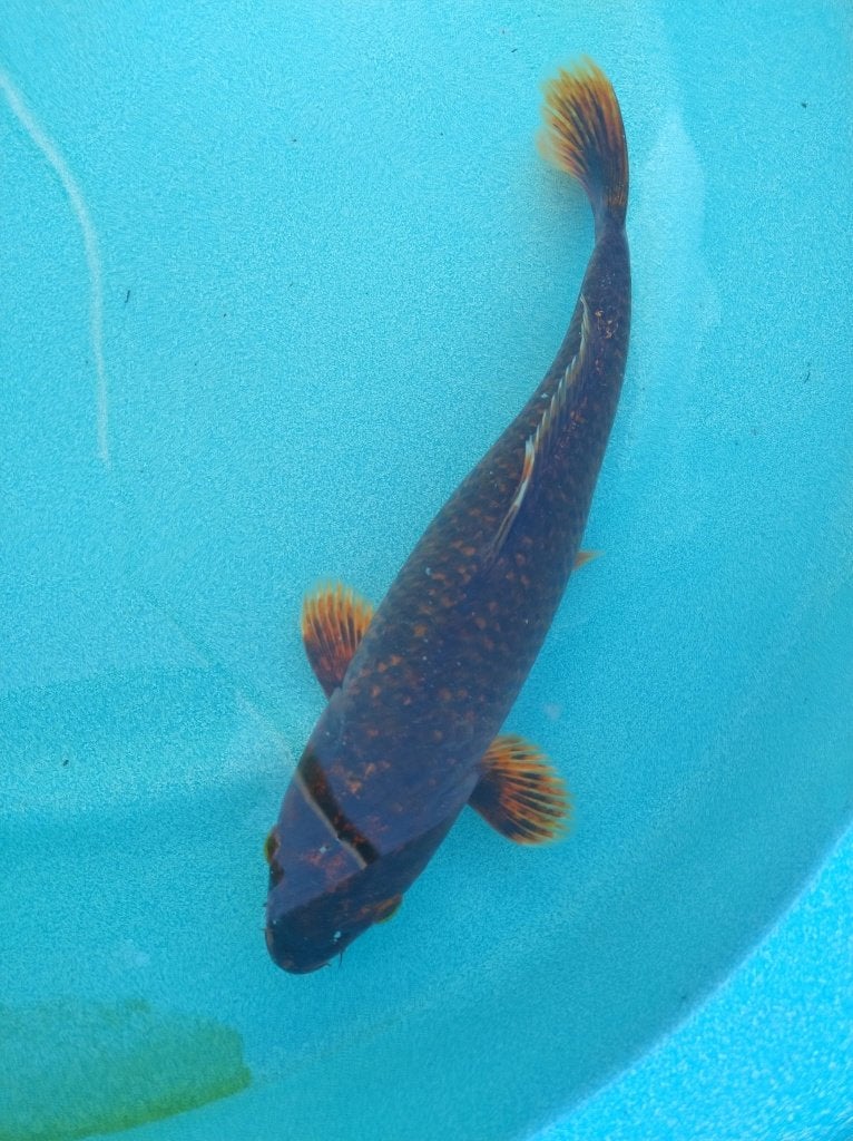 Koi 35cm, Dieren en Toebehoren, Karper of Koi