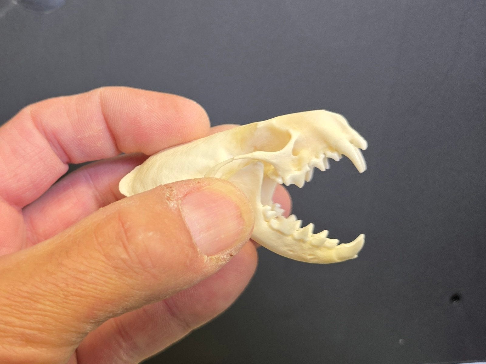 10 stuks Schedel van Nerts / Mink Skull / Skelet Taxidermie, Verzamelen, Dierenverzamelingen, Ophalen of Verzenden, Wild dier