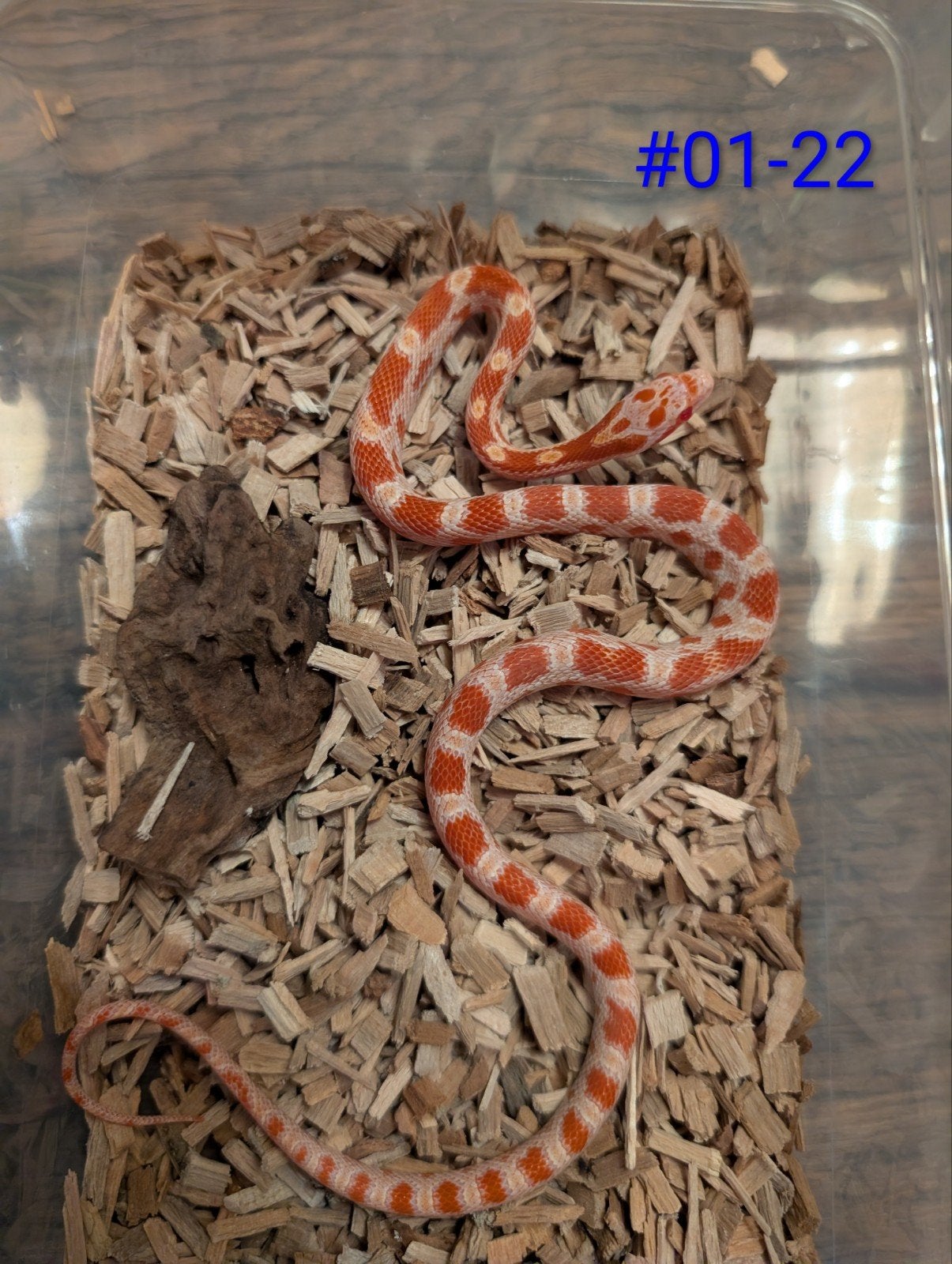 jonge rattenslangen  tessera/motley het. palmetto Rat Snake photo 7