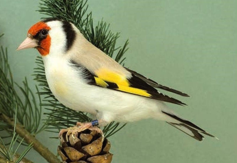 Major Putters, wildkleur en mutaties., Dieren en Toebehoren, Meerdere dieren, Wildzangvogel, Geringd