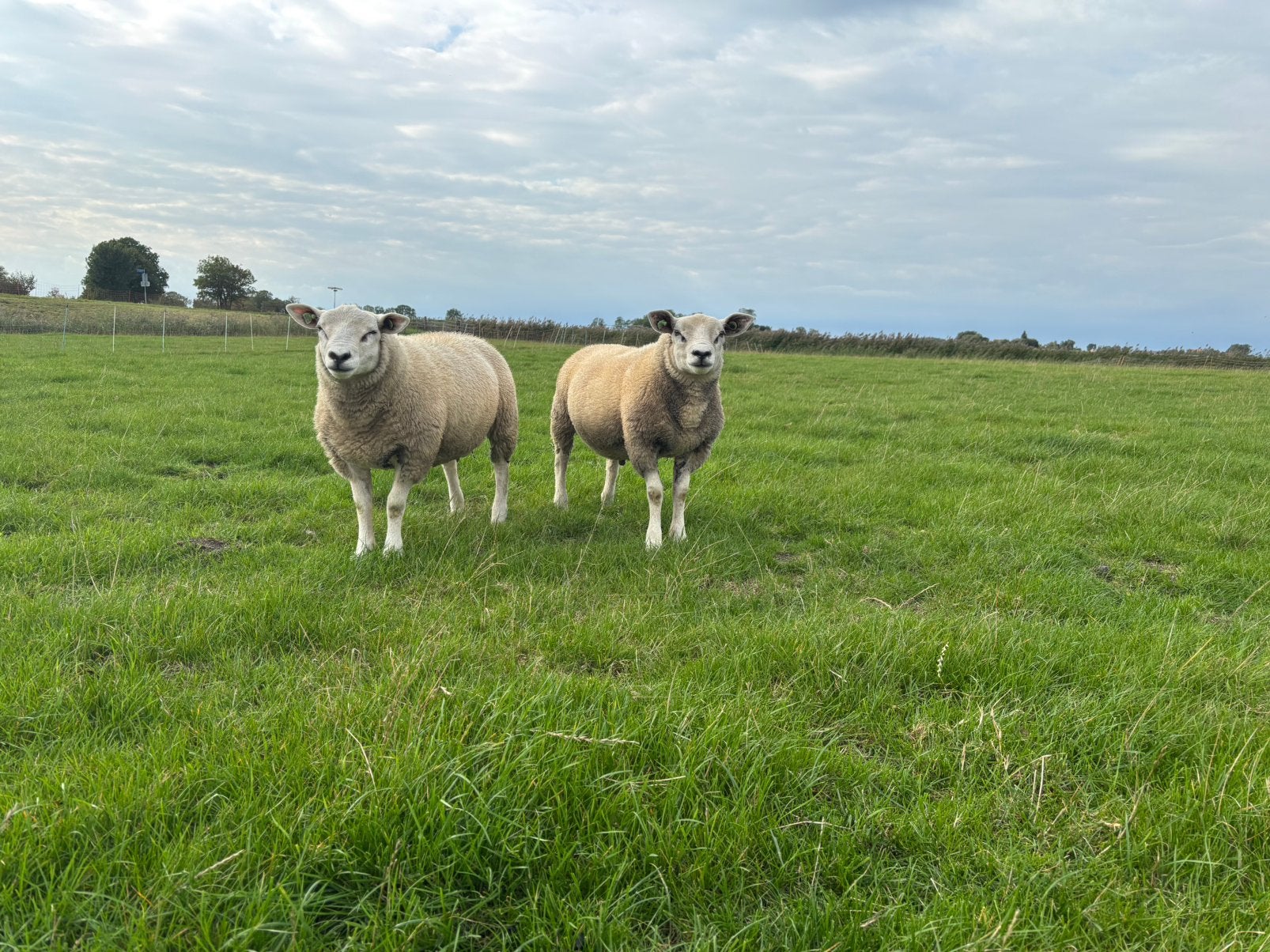 Nog twee beste swif/tex dekrammen, zwoegervij en ARR/ARR, Dieren en Toebehoren, Vrouwelijk, Schaap