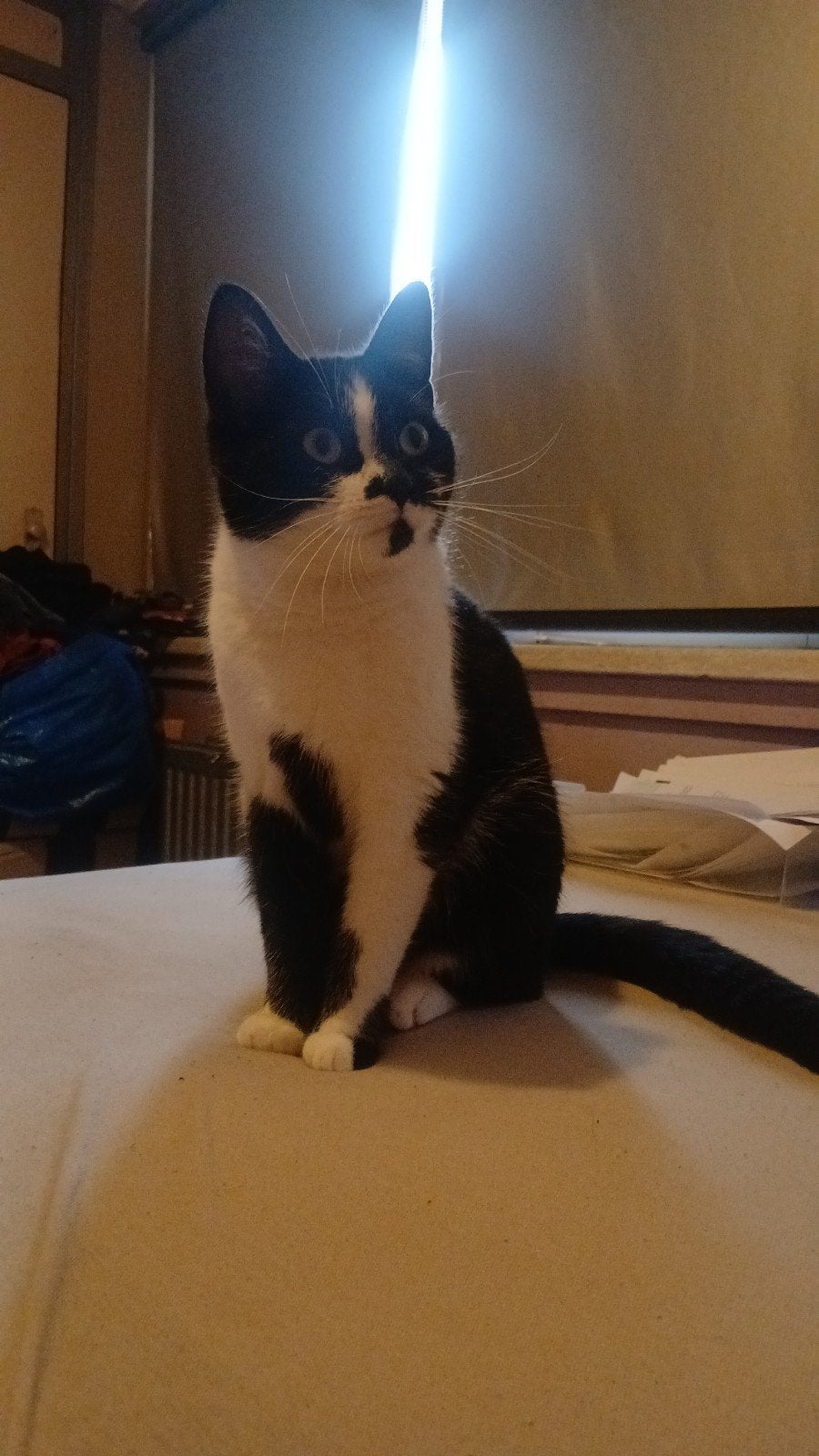 Kat tekoop, Poes, Ingeënt, 0 tot 2 jaar