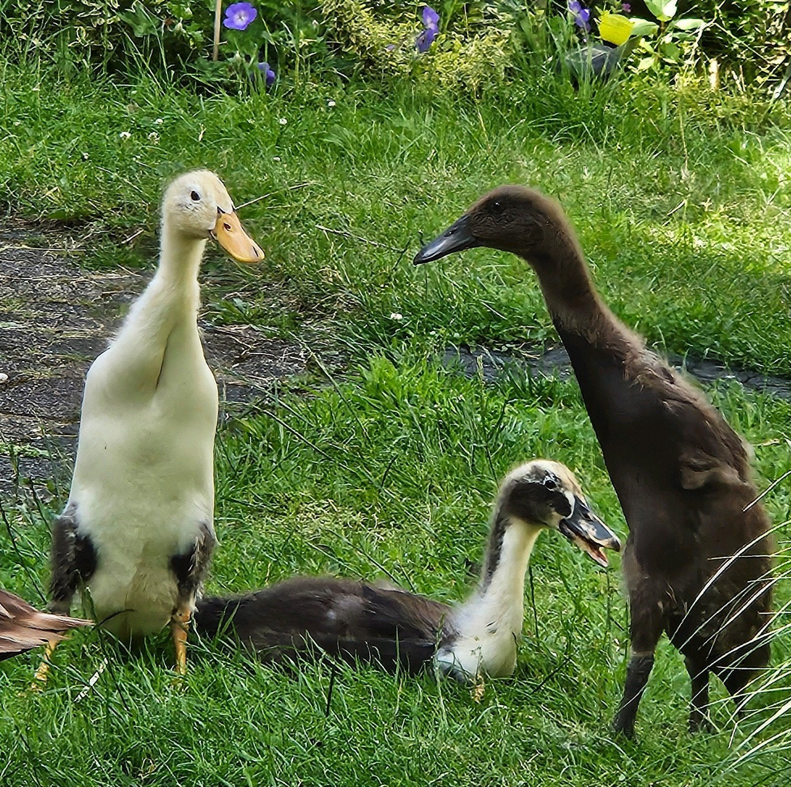 3 Indische loopeenden (kleur bont), Meerdere dieren, Eend