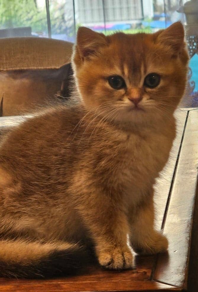Britse korthaar kitten, Poes, Kortharig, 0 tot 2 jaar