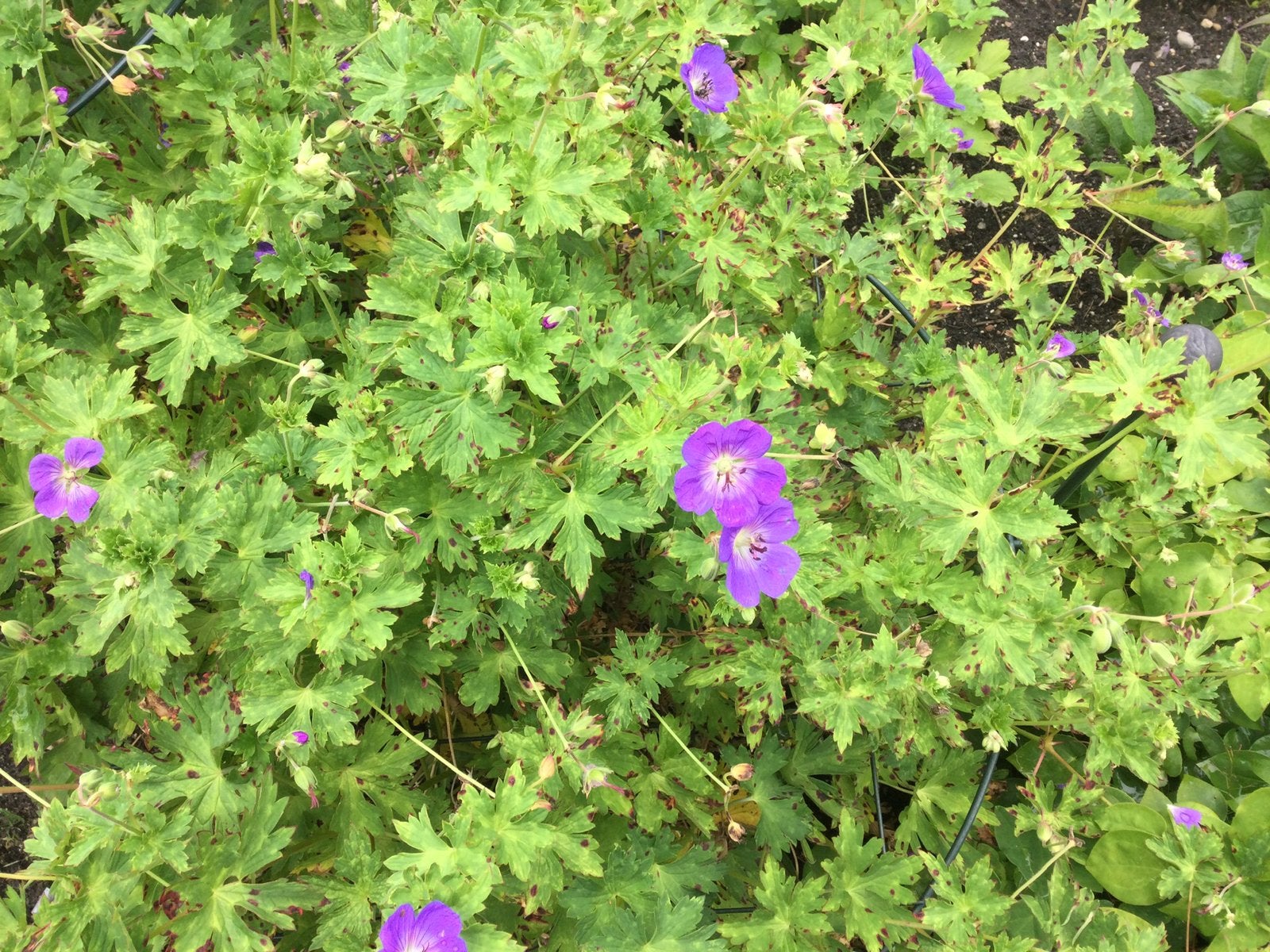 Tuinplanten Geranium Rozanne Grote plant €5, Vaste plant, Halfschaduw, Zomer, Ophalen