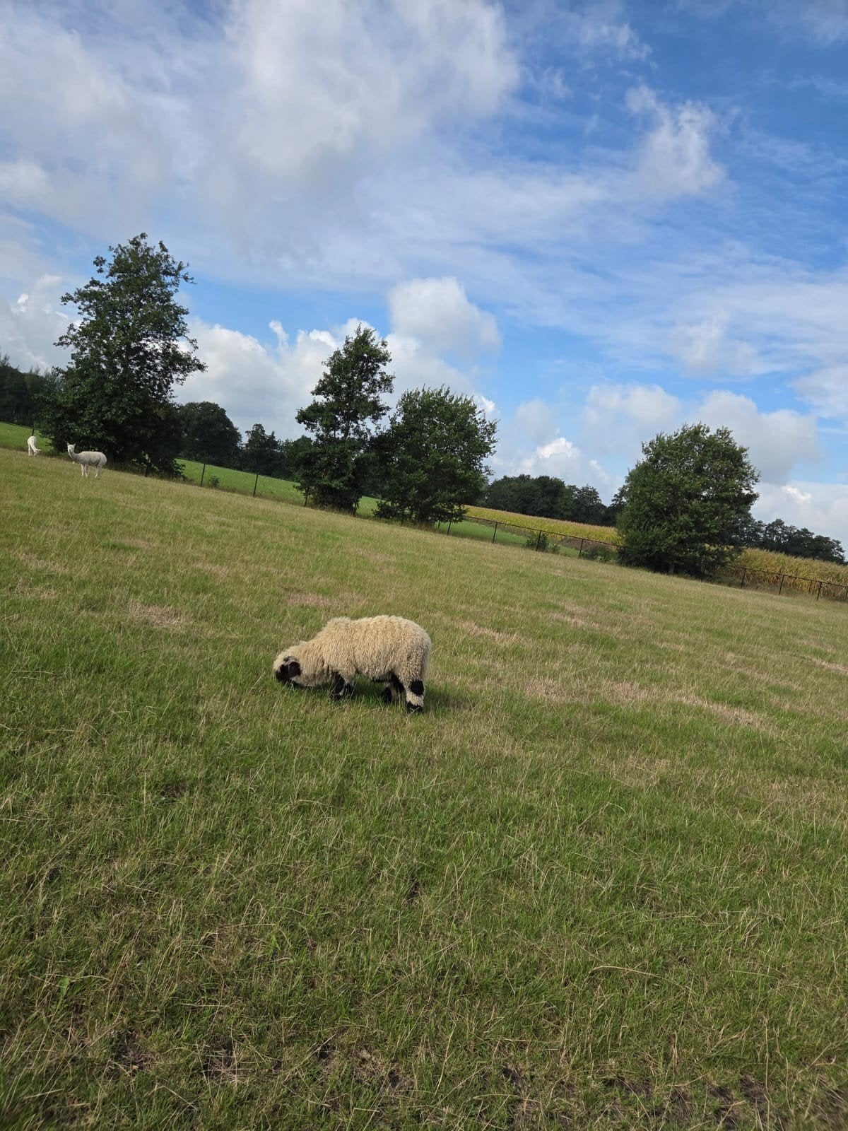 Te koop 2 Walliser Schwarznase rammen, Mannelijk, Schaap