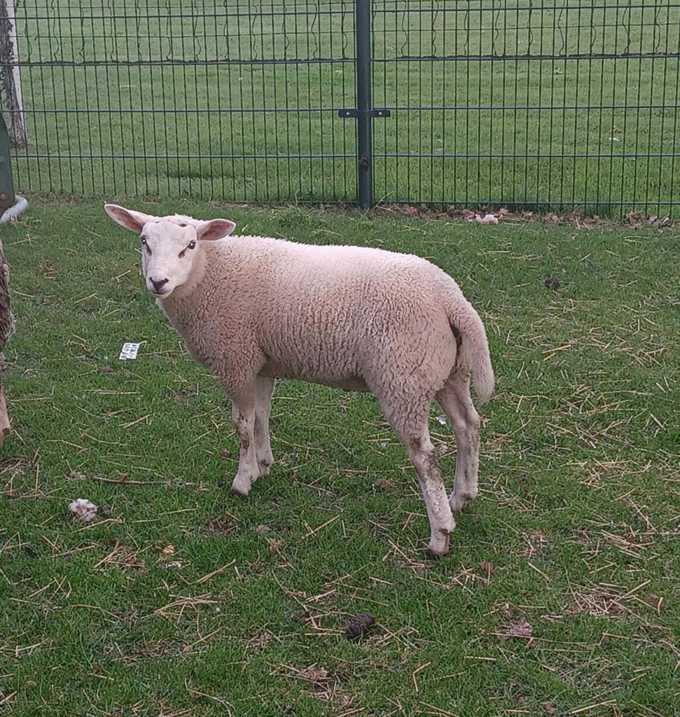 Lam (ram), Dieren en Toebehoren, Mannelijk, Schaap, 0 tot 2 jaar