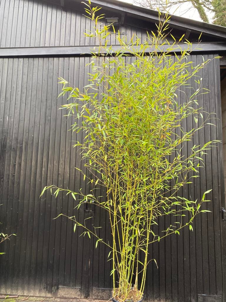 Phyllostachys aurea ca 350cm gouden bamboe, Tuin en Terras, Planten | Bomen, Ophalen, Bloeit niet, Halfschaduw, Overige soorten